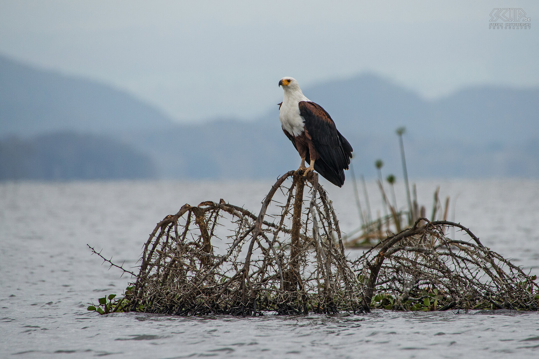 Lake Naivasha - Fish eagle We spotted several pairs of fish eagles. The African fish eagle (Haliaeetus vocifer) has a white head and brown body. Stefan Cruysberghs